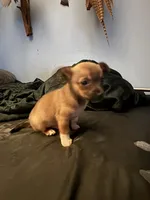 Chester, a male Chihuahua for sale in Chester, VA – 8 of 10