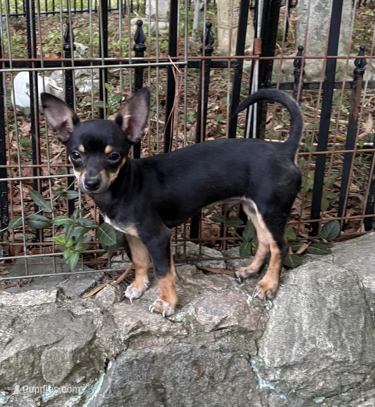 Doby – Chihuahua puppy for sale in Chester, VA