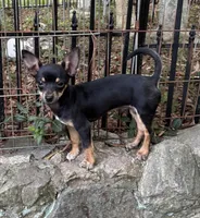 Charlie , a male Chihuahua for sale in Chester, VA – 4 of 8
