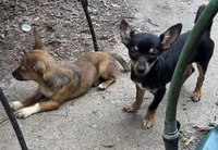 Charlie , a male Chihuahua for sale in Chester, VA – 7 of 8