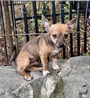 Jade, a female Chihuahua for sale in Chester, VA – 3 of 7
