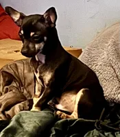 Tank, a male Chihuahua for sale in Chester, VA – 3 of 10