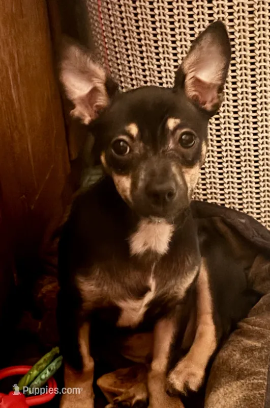 Tank – Chihuahua puppy for sale in Chester, VA