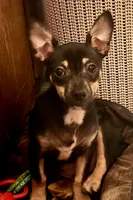 Tank, a male Chihuahua for sale in Chester, VA – 1 of 10