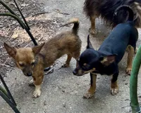 Shorty, a male Chihuahua for sale in Chester, VA – 5 of 10