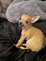 Kody, a male Chihuahua for sale in Chester, VA – 10 of 10