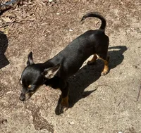 Charlie , a male Chihuahua for sale in Chester, VA – 8 of 8