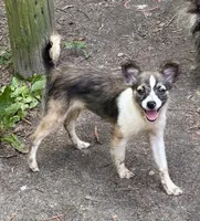 Mojo, a male Shetland Sheepdog for sale in Chester, VA – 4 of 10