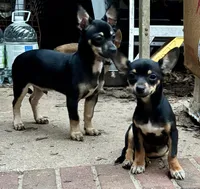Charlie , a male Chihuahua for sale in Chester, VA – 5 of 8