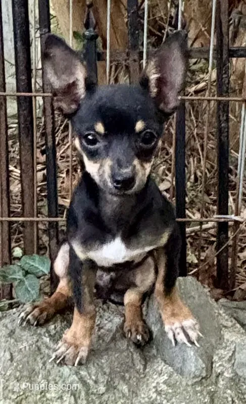 Charlie  – Chihuahua puppy for sale in Chester, VA