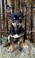 Charlie , a male Chihuahua for sale in Chester, VA – 1 of 8
