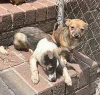 Shorty, a male Chihuahua for sale in Chester, VA – 6 of 10