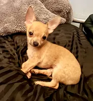 Kody, a male Chihuahua for sale in Chester, VA – 7 of 10