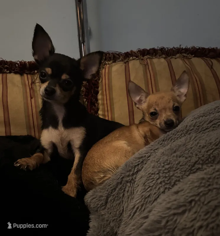 Tiny – Chihuahua puppy for sale in Chester, VA