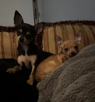 Tiny, a female Chihuahua for sale in Chester, VA – 1 of 6
