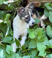 Mojo, a male Shetland Sheepdog for sale in Chester, VA – 2 of 10