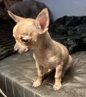 Kody, a male Chihuahua for sale in Chester, VA – 3 of 10