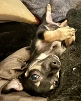 Tank, a male Chihuahua for sale in Chester, VA – 9 of 10