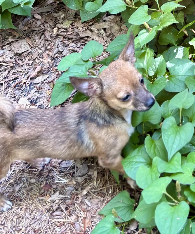 Shorty – Chihuahua puppy for sale in Chester, VA