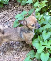 Shorty, a male Chihuahua for sale in Chester, VA – 1 of 10