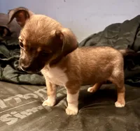 Chester, a male Chihuahua for sale in Chester, VA – 5 of 10