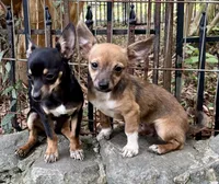 Jade, a female Chihuahua for sale in Chester, VA – 6 of 7