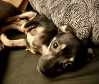 Tank, a male Chihuahua for sale in Chester, VA – 4 of 10
