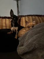Tiny, a female Chihuahua for sale in Chester, VA – 5 of 6