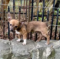 Jade, a female Chihuahua for sale in Chester, VA – 7 of 7