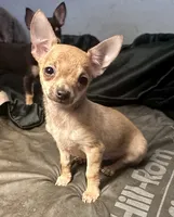 Kody, a male Chihuahua for sale in Chester, VA – 4 of 10