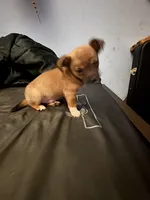 Chester, a male Chihuahua for sale in Chester, VA – 10 of 10