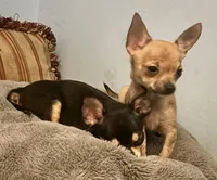 Kody, a male Chihuahua for sale in Chester, VA – 6 of 10