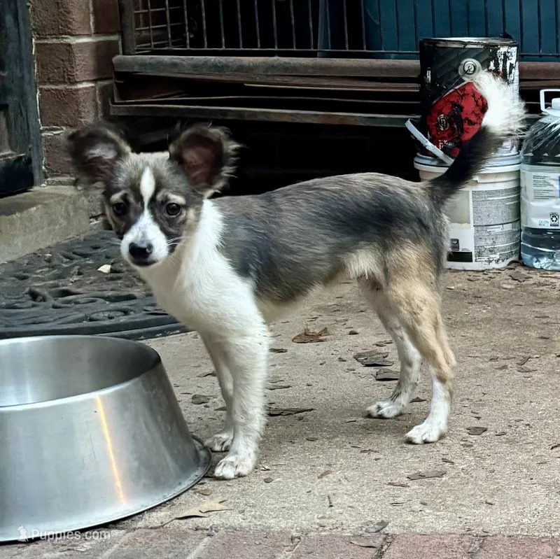 Mojo – Shetland Sheepdog puppy for sale in Chester, VA