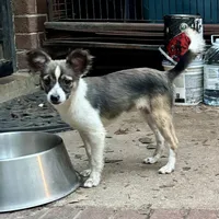 Mojo, a male Shetland Sheepdog for sale in Chester, VA – 1 of 10