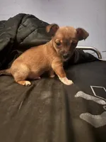 Chester, a male Chihuahua for sale in Chester, VA – 7 of 10