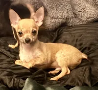 Kody, a male Chihuahua for sale in Chester, VA – 1 of 10