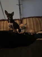 Tiny, a female Chihuahua for sale in Chester, VA – 6 of 6