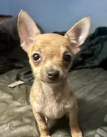 Kody, a male Chihuahua for sale in Chester, VA – 8 of 10