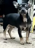 Tank, a male Chihuahua for sale in Chester, VA – 2 of 10