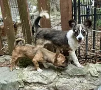 Mojo, a male Shetland Sheepdog for sale in Chester, VA – 10 of 10