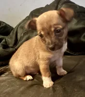 Chester, a male Chihuahua for sale in Chester, VA – 3 of 10