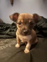 Chester, a male Chihuahua for sale in Chester, VA – 9 of 10