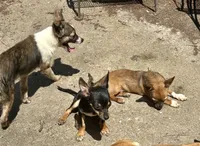 Shorty, a male Chihuahua for sale in Chester, VA – 10 of 10