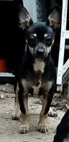 Tank, a male Chihuahua for sale in Chester, VA – 5 of 10
