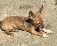 Shorty, a male Chihuahua for sale in Chester, VA – 3 of 10