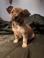 Chester, a male Chihuahua for sale in Chester, VA – 6 of 10