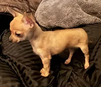 Kody, a male Chihuahua for sale in Chester, VA – 5 of 10