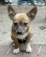 Jade, a female Chihuahua for sale in Chester, VA – 1 of 7