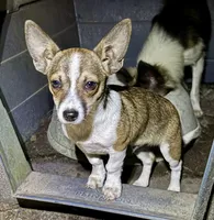 Chucky , a male Shetland Sheepdog and Chihuahua for sale in Chester, VA – 2 of 6