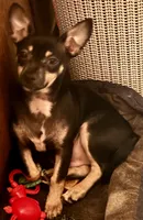 Tank, a male Chihuahua for sale in Chester, VA – 8 of 10
